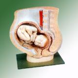 HUMAN PELVIS WITH BABY